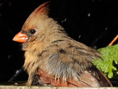 Cardinalis cardinalis