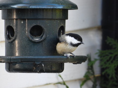 Poecile atricapillus