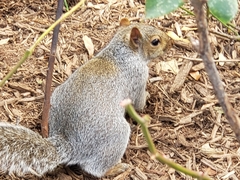 Sciurus carolinensis