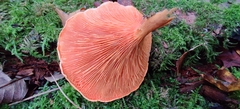 Hygrophoropsis aurantiaca