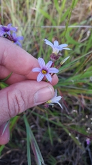 Sisyrinchium platense