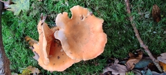 Hygrophoropsis aurantiaca