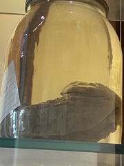 Cryptobranchus alleganiensis