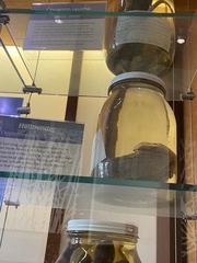 Cryptobranchus alleganiensis