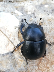 Thorectes balearicus