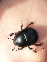 Thorectes balearicus