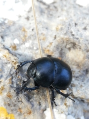 Thorectes balearicus