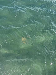 Oreaster reticulatus