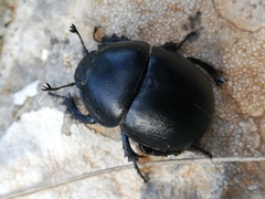 Thorectes balearicus