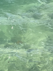 Oreaster reticulatus