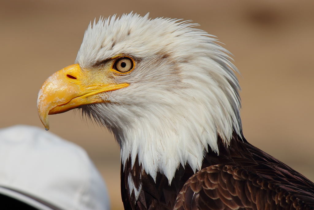 Bald Eagle (Adventure world. Shirahama, Wakayama prefecture, Japan) · iNaturalist