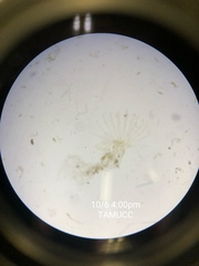 Sarsia