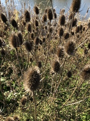 Dipsacus fullonum