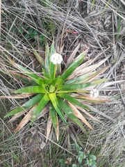 Paepalanthus
