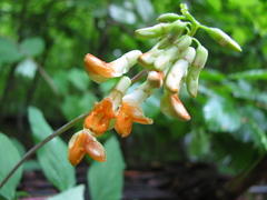 Lathyrus laevigatus