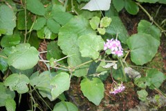 Pericallis aurita image