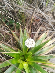 Paepalanthus