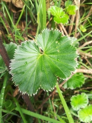 Alchemilla orbiculata
