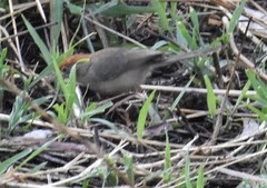 Cisticola angusticauda