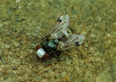 Sphenometopa fastuosa