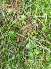 Alchemilla orbiculata