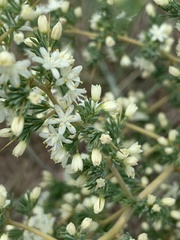 Asparagus flavicaulis