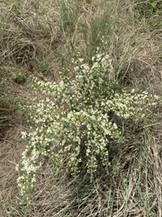 Asparagus flavicaulis