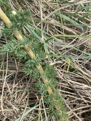 Asparagus flavicaulis