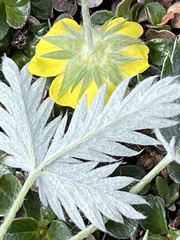 Potentilla crebridens hemicryophila