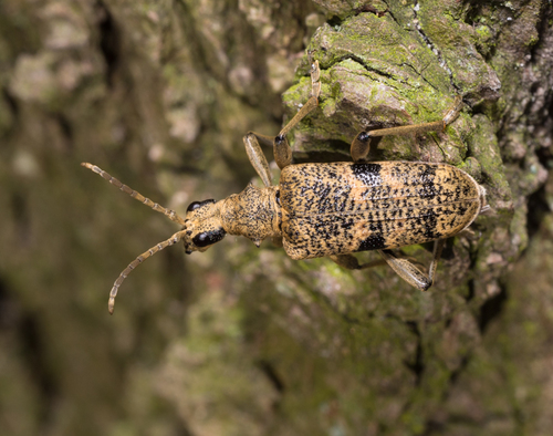 Blackspotted Longhorn Beetle, Castricum, Nederland, photo 5 of 10
