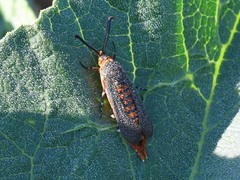 Eichlinia grande