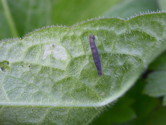 Coleophora paripennella