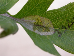 Phyllonorycter corylifoliella