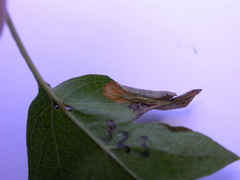 Phyllonorycter oxyacanthae