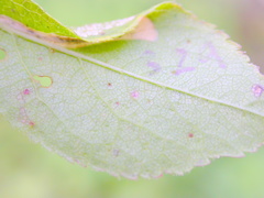 Phyllonorycter spinicolella