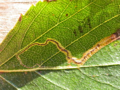 Stigmella confusella