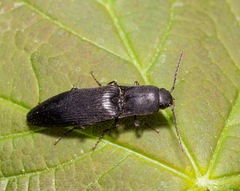 Ectinus aterrimus