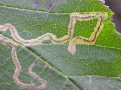 Stigmella floslactella