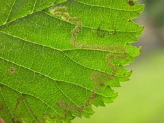 Stigmella lemniscella