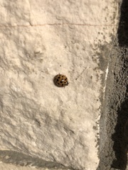 Harmonia axyridis
