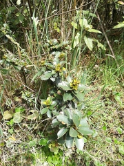 Symplocos theiformis