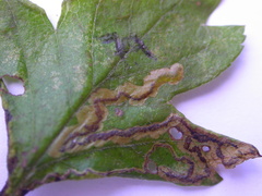 Stigmella perpygmaeella