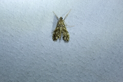 Rhectosemia