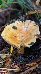Lactarius aestivus
