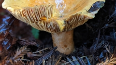 Lactarius aestivus