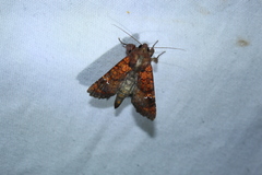 Eriopyga ditissima