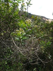 Baccharis prunifolia