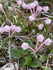 Andromeda polifolia pumila