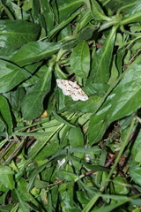 Bryoptera