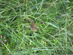 Sporophila nigricollis